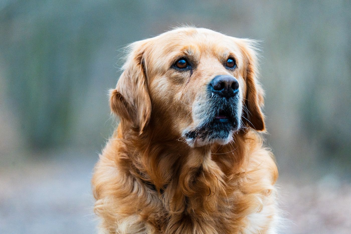 Golden retriever portrait, licensed illustrative stock photograph; not a Carballo patient