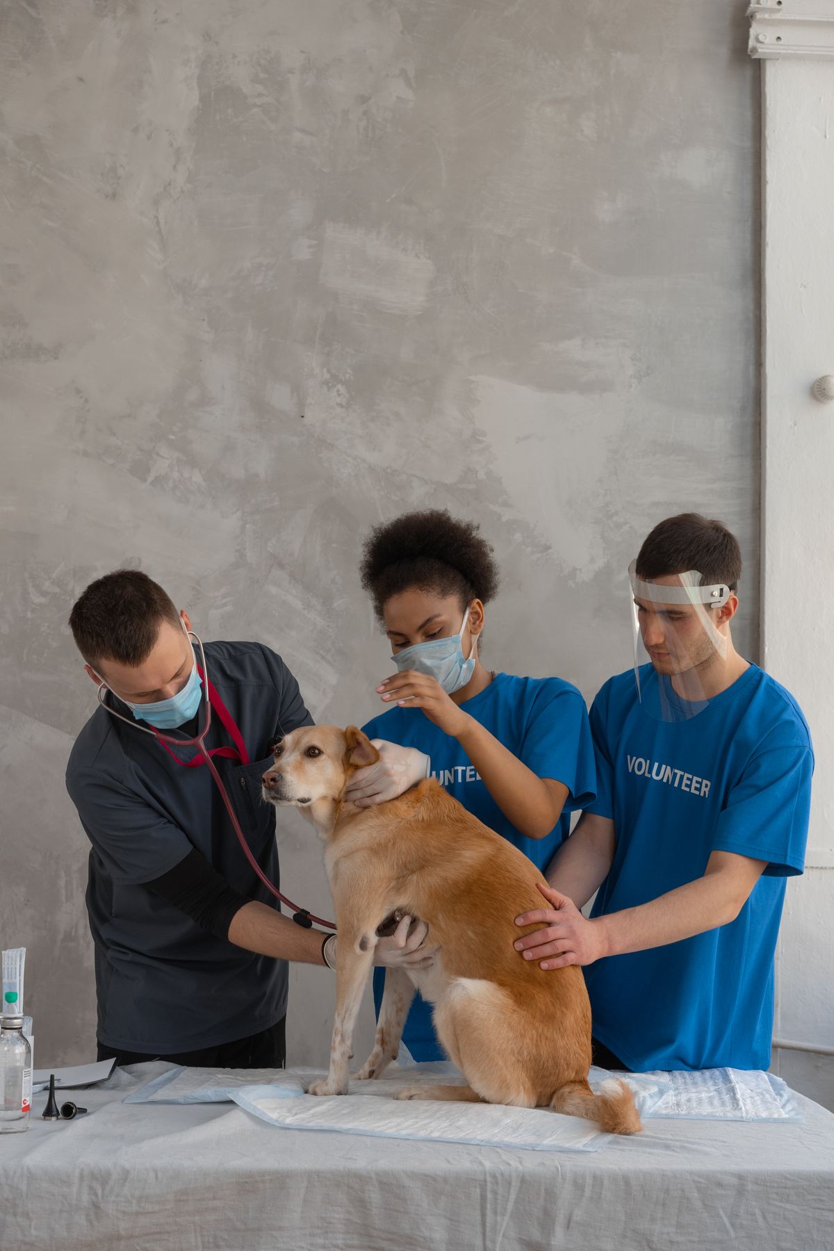 Licensed stock veterinary examination photograph; not Pet Lovers staff or facilities