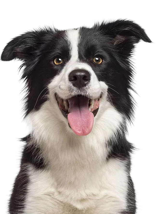 Dog — Unalome supplied demo image
