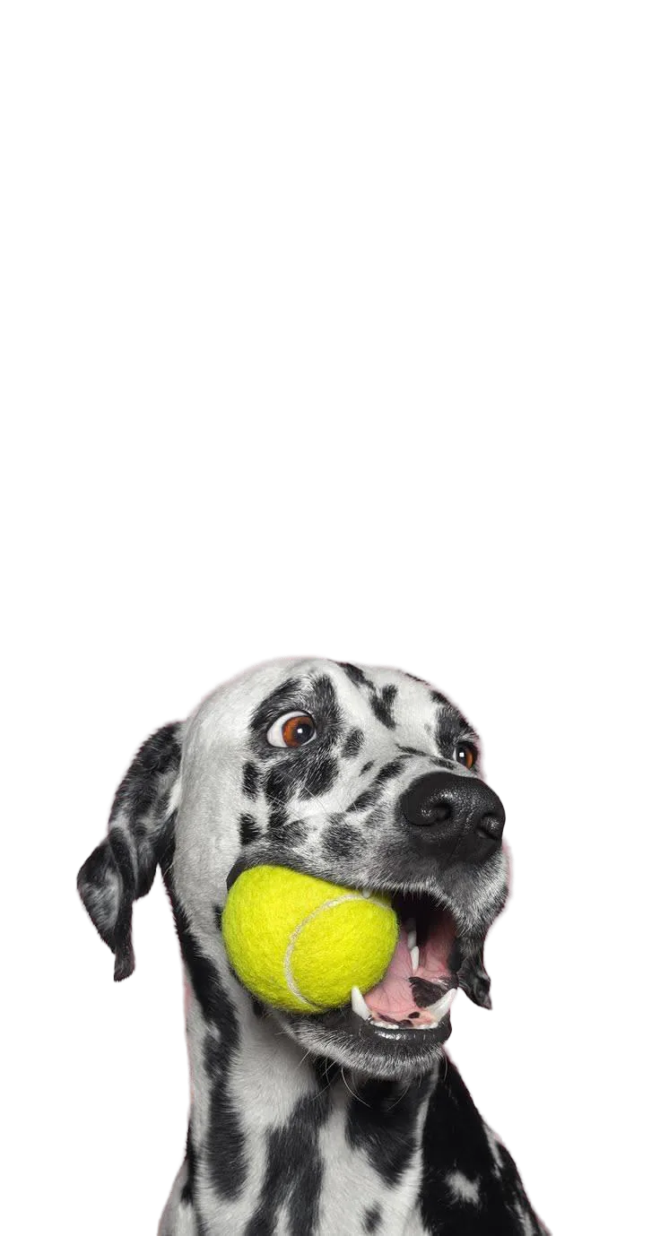 Dog — Unalome supplied demo image