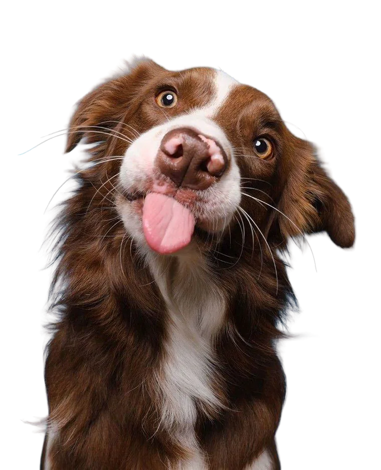 Brown dog — Unalome supplied demo image
